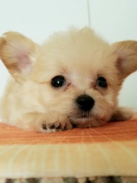 チワプー(チワワ×プードル)【北海道・女の子・2021年5月3日・クリーム】の写真「小さなチワプーちゃん」