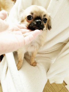 チワワ(ロング)【北海道・男の子・2016年8月9日・フォーン】の写真「足の短い小さめな可愛い男の子です」