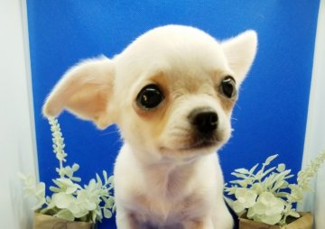チワワ(スムース)【北海道・男の子・2021年4月10日・ホワイト&クリーム】の写真「お鼻も良く詰まってタレ目が可愛いホワイト君」