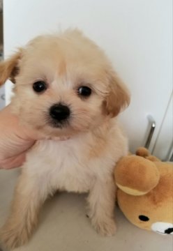 チワプー(チワワ×プードル)【北海道・女の子・2021年5月3日・クリーム】の写真「おめめくりくりなチワプー

とってもかわいいですよ」