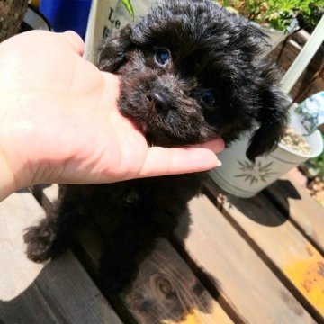 チワプー(チワワ×プードル)【北海道・女の子・2021年5月3日・ブラックソリッド】の写真「真っ黒で美人な女の子です」