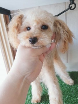 トイプードル(ティーカップ)【北海道・女の子・2021年6月30日・アプリコット】の写真「小さい女の子」