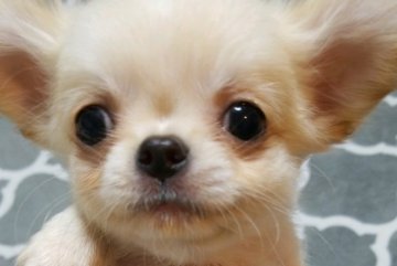 チワワ(ロング)【北海道・男の子・2020年1月3日・クリーム】の写真「可愛いたれ目でお鼻短めに癒されます」