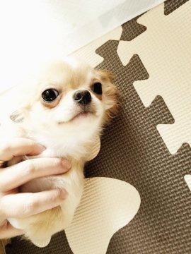 チワワ(ロング)【北海道・男の子・2016年8月9日・クリーム&ホワイト】の写真「つぶらなおめめが愛らしいです☺」