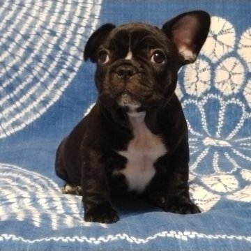 フレンチブルドッグ【佐賀県・男の子・2025年9月11日・ブリンドル】の写真「まるまる骨量抜群のフレンチブルドックです♪♪」