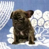 フレンチブルドッグ