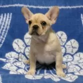 フレンチブルドッグ