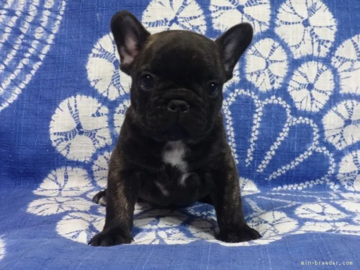 米村 様のお迎えした子犬