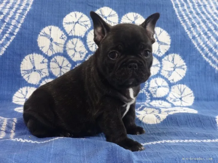 ID:2104-01844の子犬