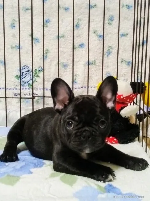 シミズ 様のお迎えした子犬