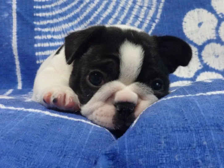 fin-fin 様のお迎えした子犬