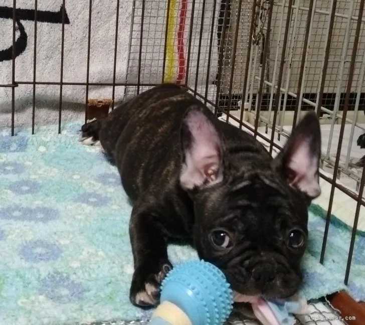 H.N 様のお迎えした子犬