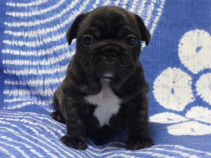 gopzuo 様のお迎えした子犬
