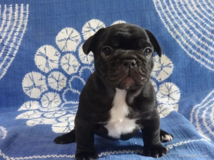 C.F 様のお迎えした子犬