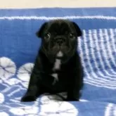 フレンチブルドッグ【佐賀県・男の子・2024年4月22日・ブリンドル】の写真1「くりくりおめめがとっても可愛い子です♪♪」