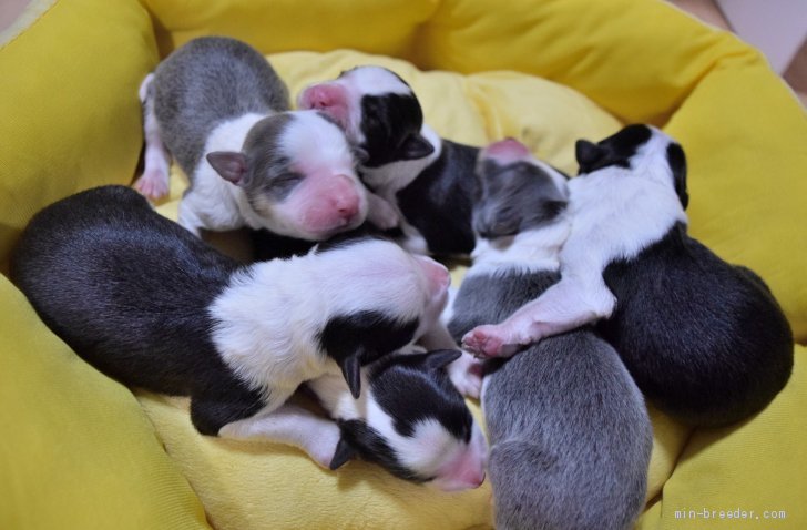 我が家で生まれた子犬達💕｜大久保　千恵子(おおくぼ　ちえこ)ブリーダー(奈良県・ボーダーコリーなど・JKC登録)の紹介写真1