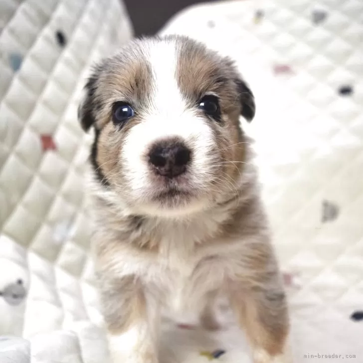 ID：2507-01703の子犬