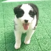 ボーダーコリー