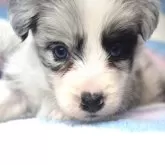 ボーダーコリー