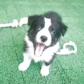 ボーダーコリー
