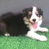 ボーダーコリー