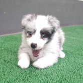 ボーダーコリー