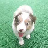 ボーダーコリー