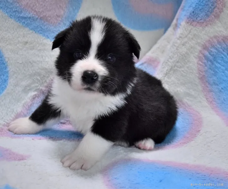 ID:1809-00250の子犬