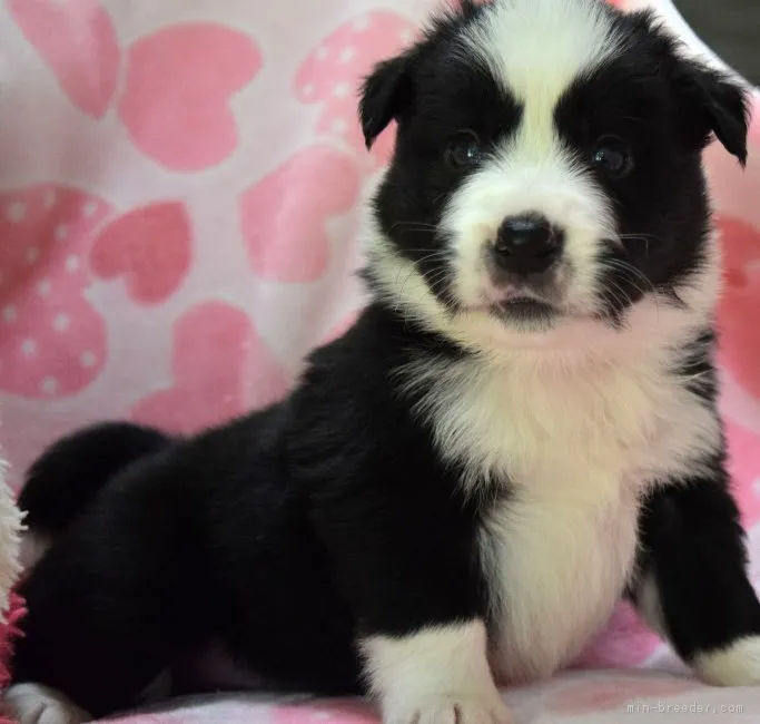 zachパパ 様のお迎えした子犬