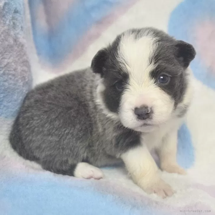 ID:2401-00391の子犬