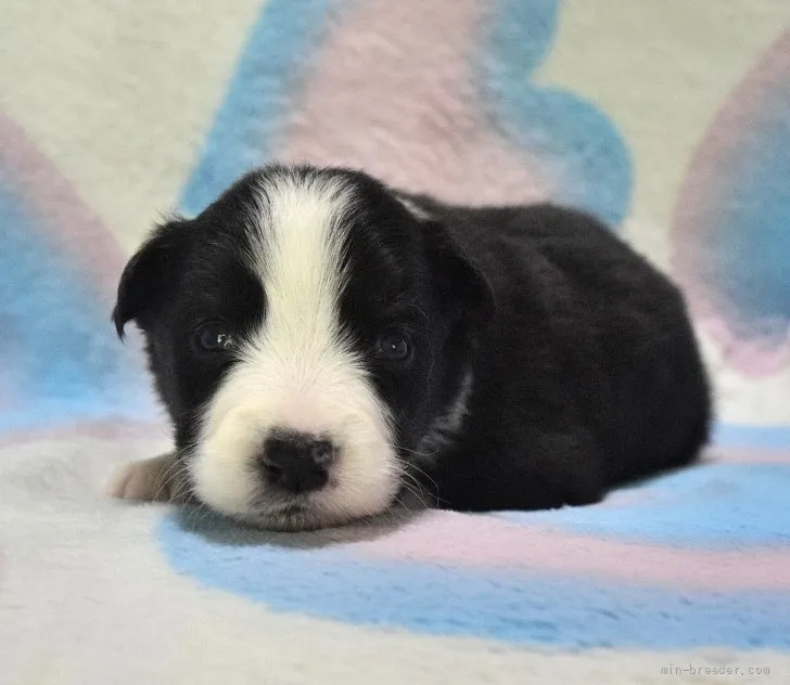 ID:2111-01299の子犬
