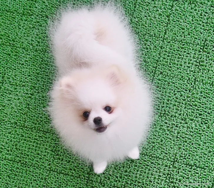 ID:2108-02231の子犬