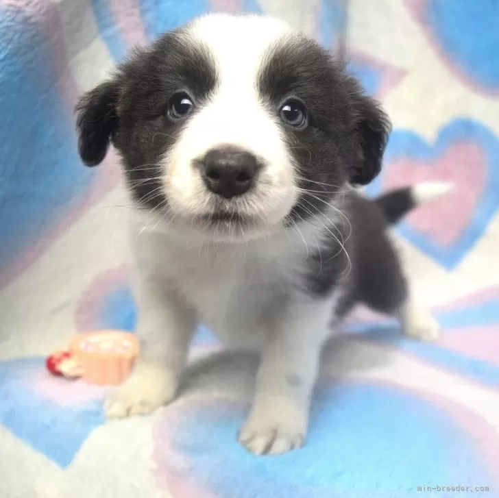ID:2401-04786の子犬