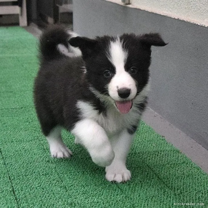 N.H 様のお迎えした子犬