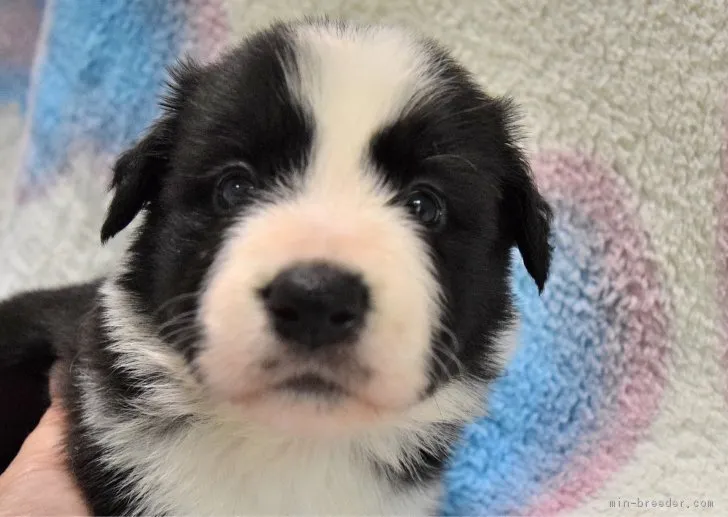 ひとみ 様のお迎えした子犬