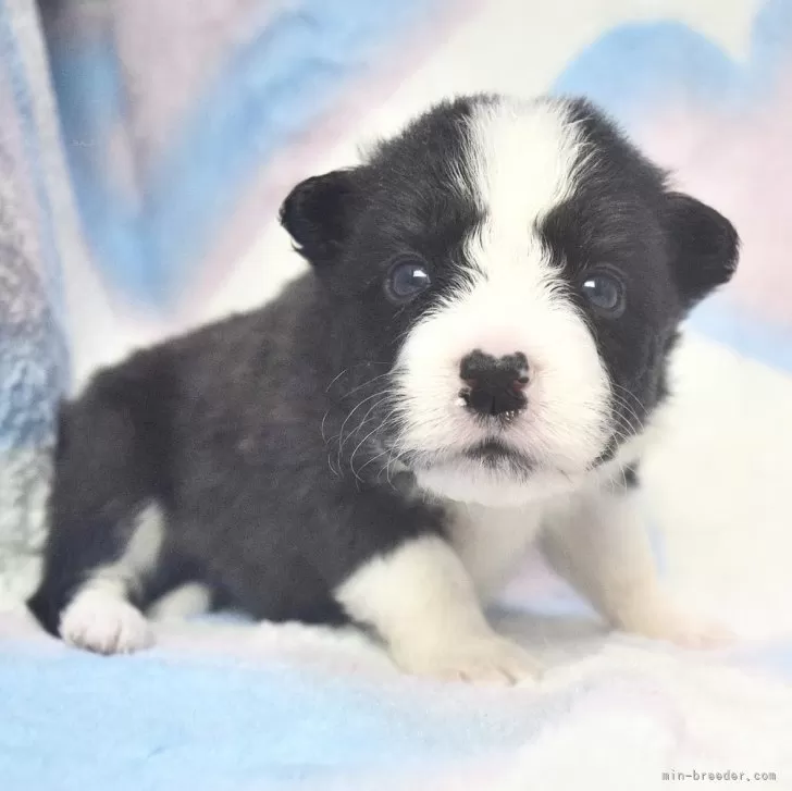 ID:2401-00387の子犬