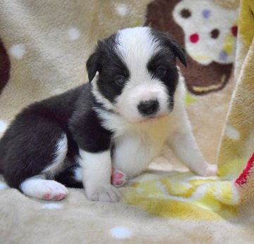 ボーダーコリー【奈良県・男の子・2018年8月14日・ブラック&ホワイト】の写真「両親共に大人しいです」