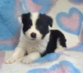 ボーダーコリー【奈良県・女の子・2024年2月21日・ブラック&ホワイト】の写真3