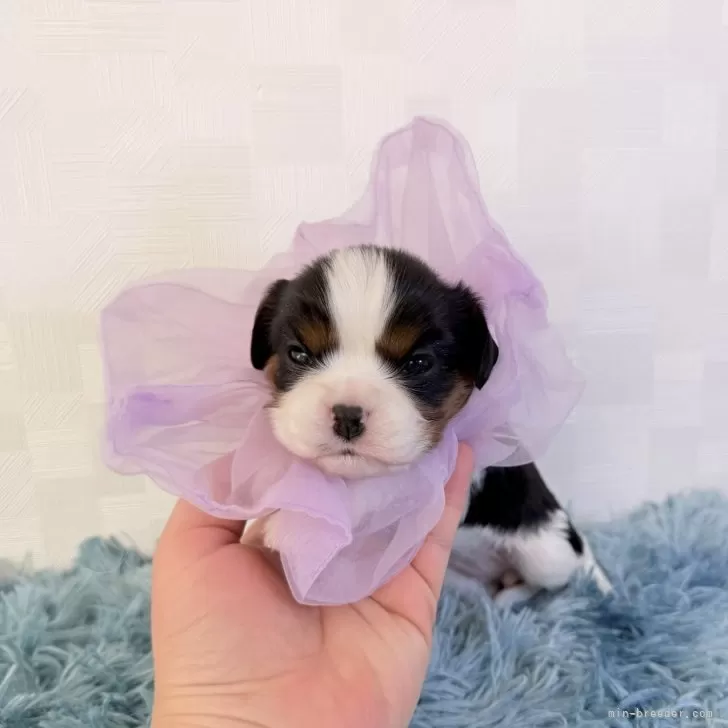 キャバリア【埼玉県・女の子・2025年10月20日・トライカラー】の写真1