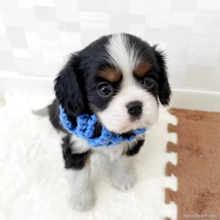 ID:2503-07290の子犬