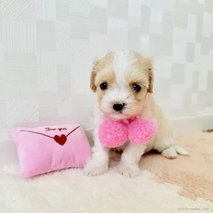 ID:2505-01774の子犬