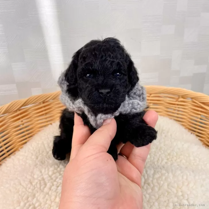 ID：2501-02050の子犬