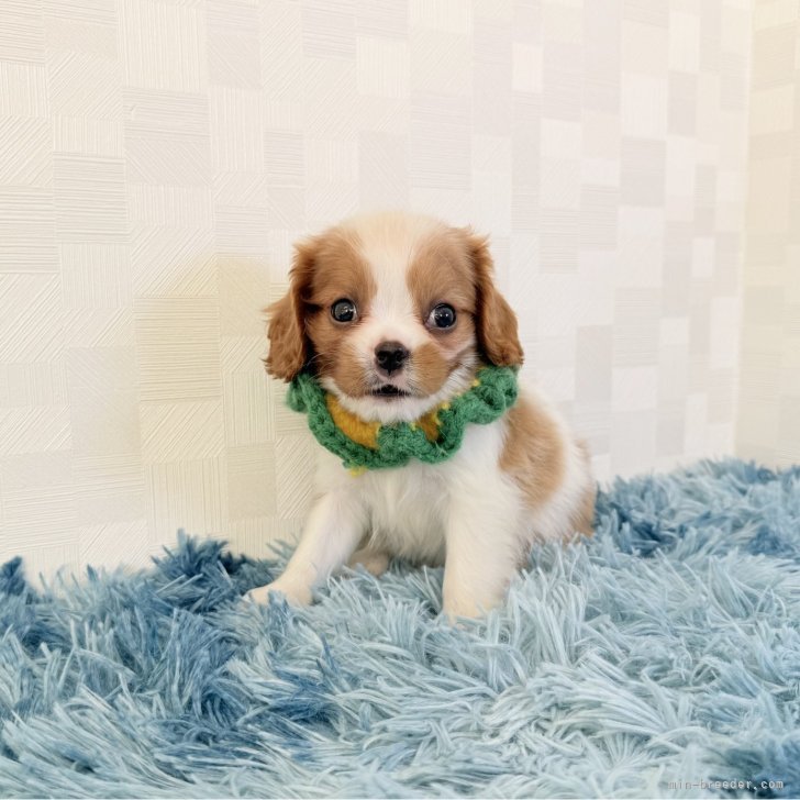 ブリーダー画像