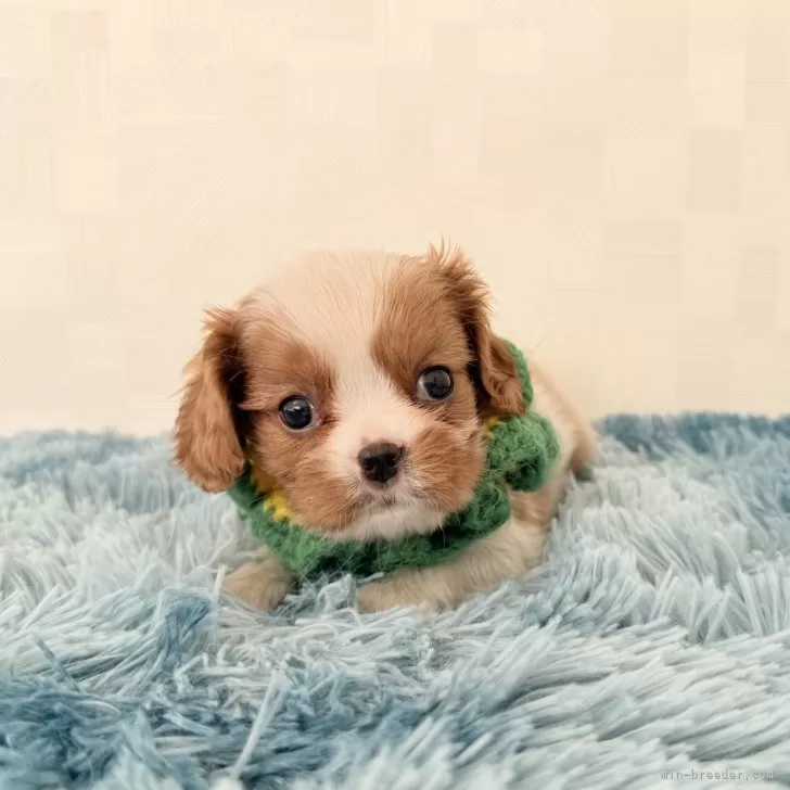 キャバリア【埼玉県・男の子・2025年9月22日・ブレンハイム】の写真1