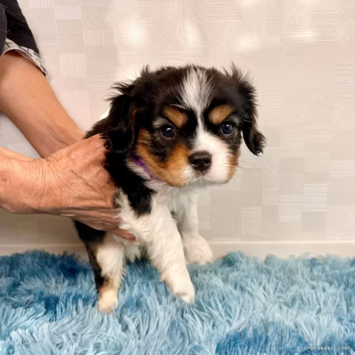 ID:2411-05410の子犬