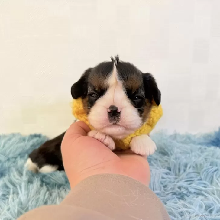 キャバリア【埼玉県・女の子・2025年10月11日・トライカラー】の写真1