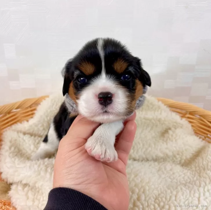 ID:2411-05407の子犬