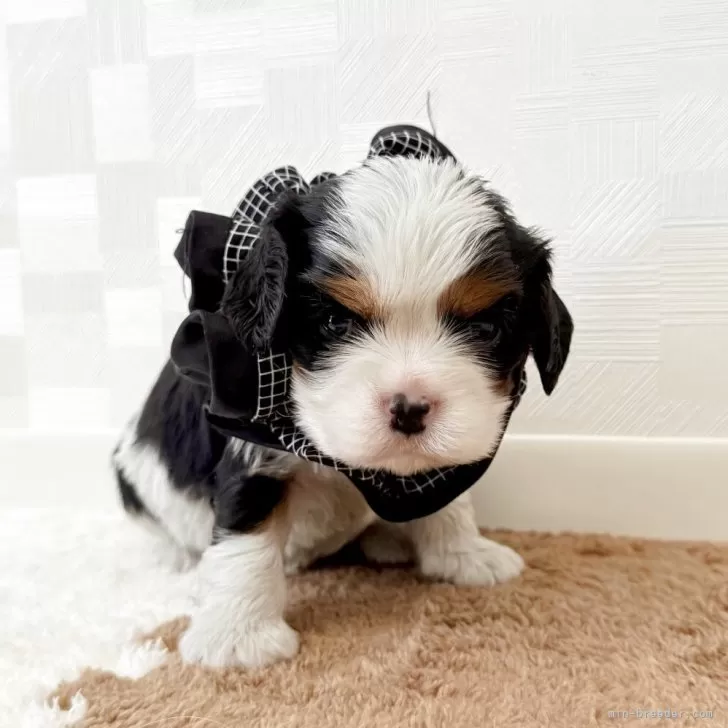 ID:2504-02721の子犬