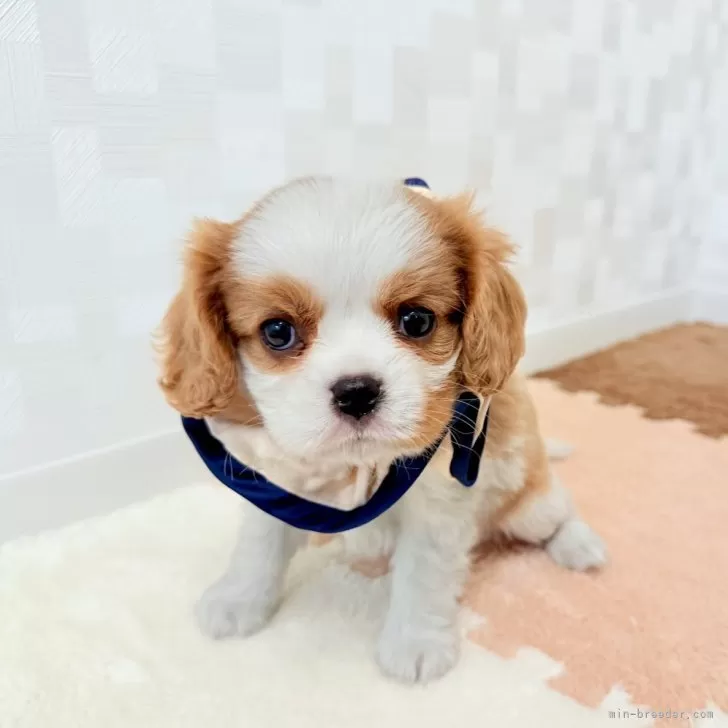 ID:2504-00612の子犬