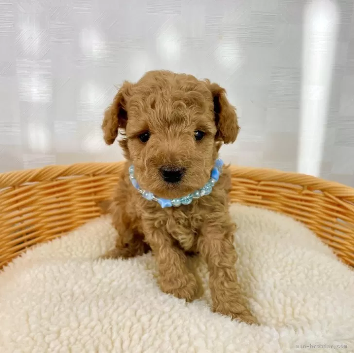 ID:2412-06748の子犬
